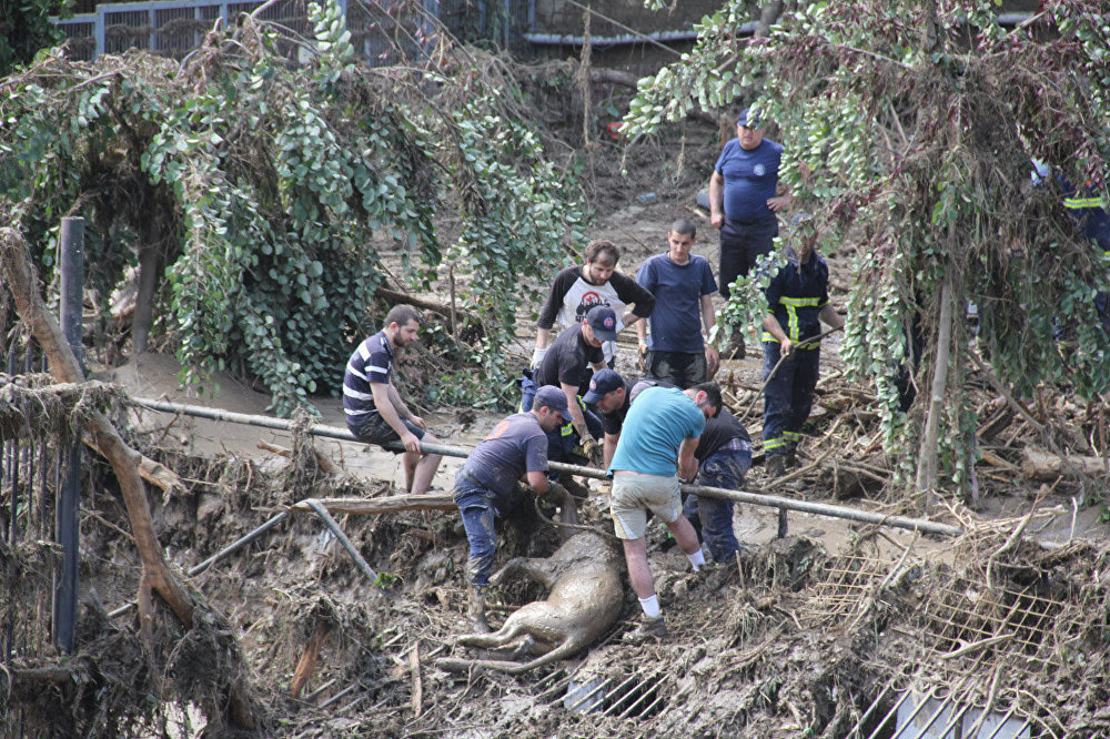 В течение нескольких дней спасатели продолжали находить на затопленной территории зоопарка мертвых зверей.