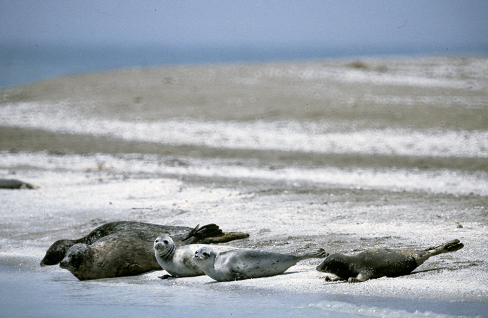 Минэкологии Азербайджана: каспийским тюленям может грозить опасность