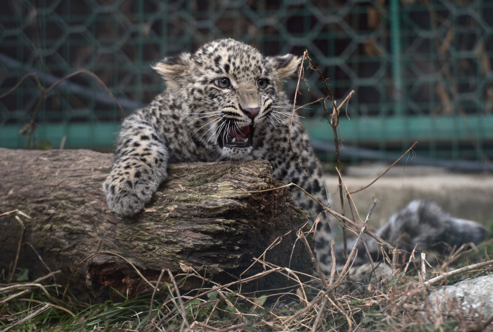 Пять детенышей леопарда попали в кадр фотоловушки в Азербайджане