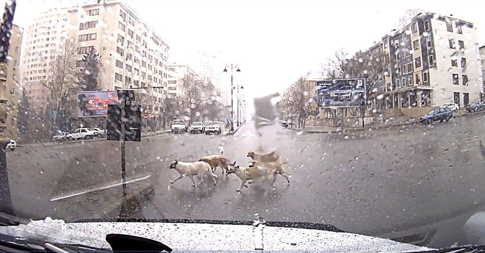 Мастер-класс от бакинских собак для бакинских пешеходов