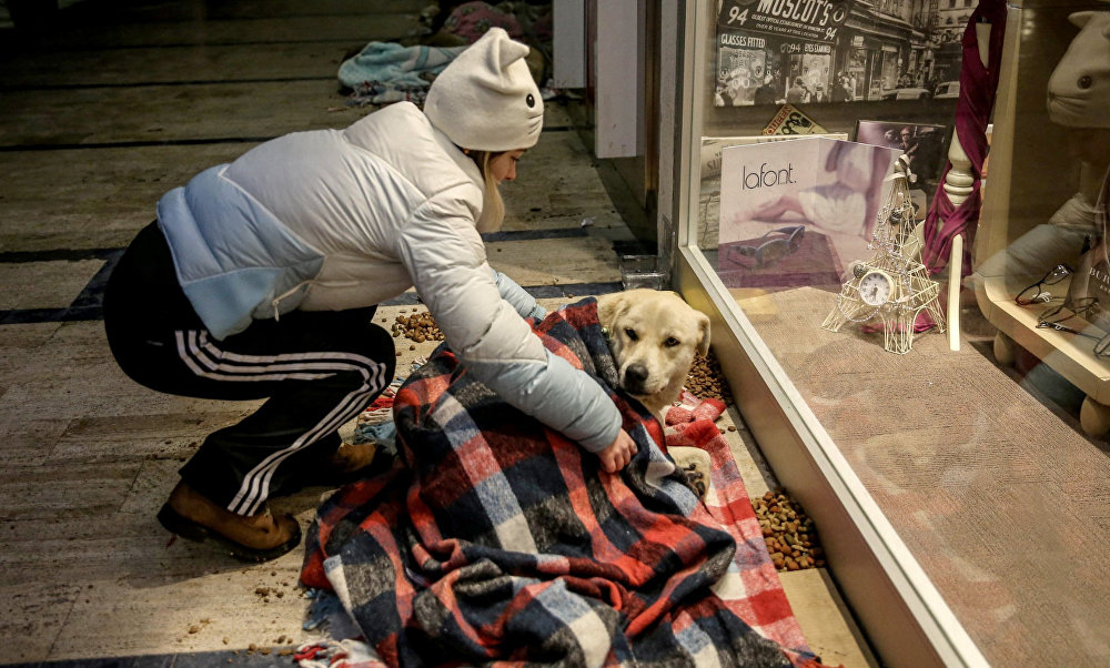 Торговый центр в Стамбуле стал приютом для бездомных животных
