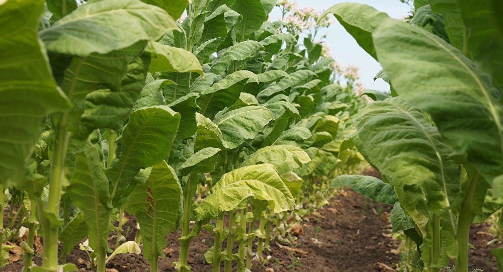Производство табака в Азербайджане выросло почти в полтора раза