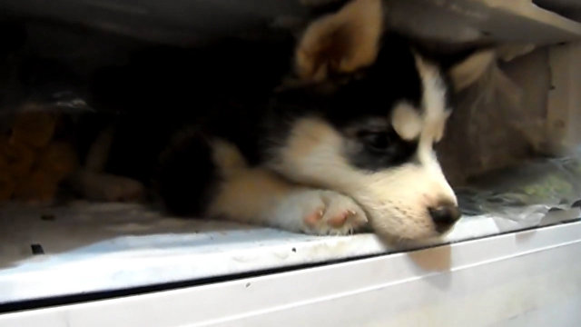 Собака в холодильнике: как Тося спасался от летней жары