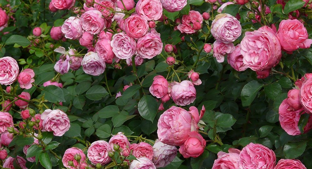В Азербайджане новый сорт розы назван в честь Лютфи Заде