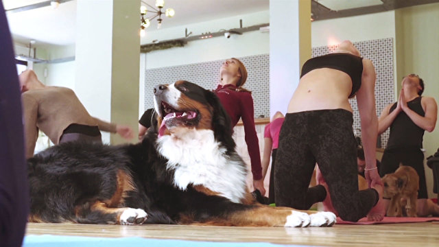 Дога-йога для собак: новомодная зарядка