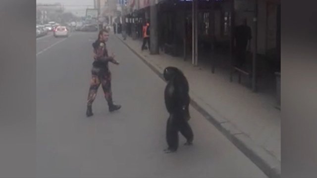 Ричард сбежал: как шимпанзе бродил по улицам Краснодара