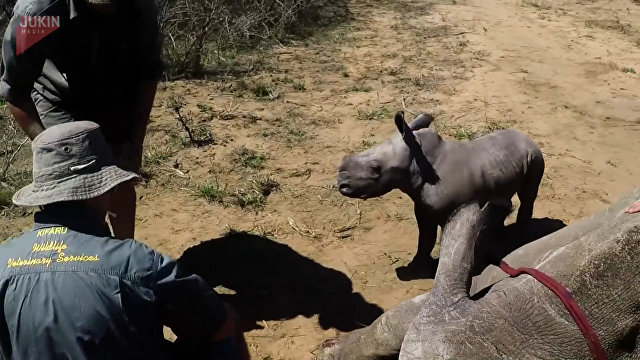 Не обижайте маму: как маленький носорог боролся с ветеринарами