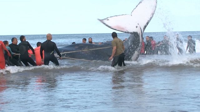 Как в Аргентине спасали горбатого кита
